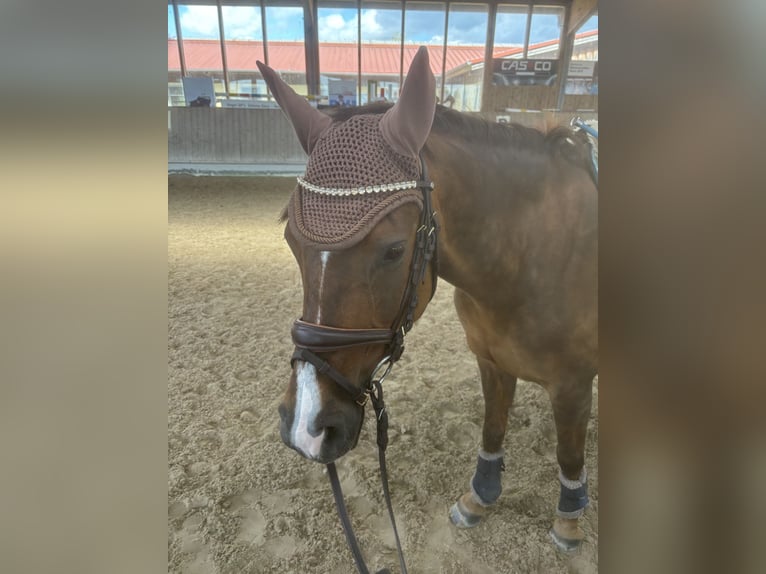 German Riding Pony Mare 8 years 14 hh Chestnut-Red in Moritzburg