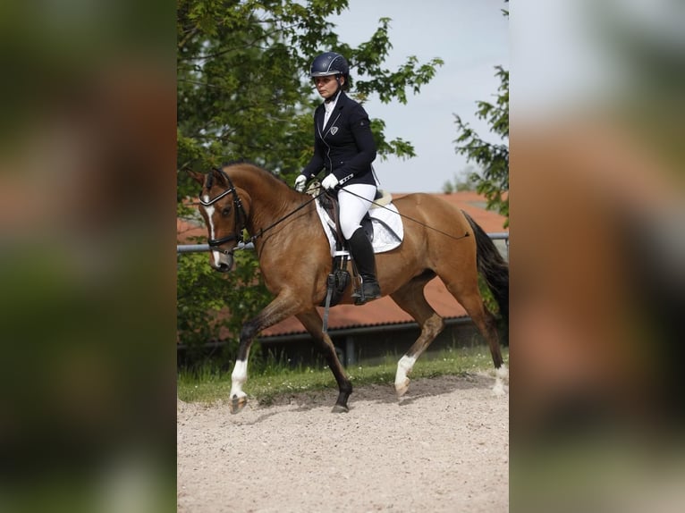 German Riding Pony Mare 8 years 14 hh Dun in ILMENAU