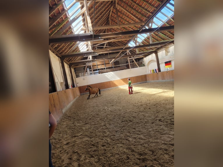 German Riding Pony Mare 8 years 14 hh Dun in Billerbeck German Riding Pony Mare 8 years 14 hh Dun in Billerbeck