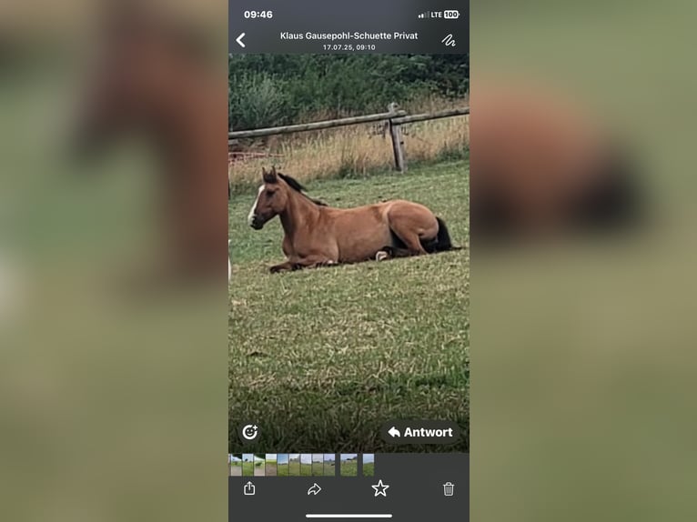 German Riding Pony Mare 8 years 14 hh Dun in Billerbeck German Riding Pony Mare 8 years 14 hh Dun in Billerbeck