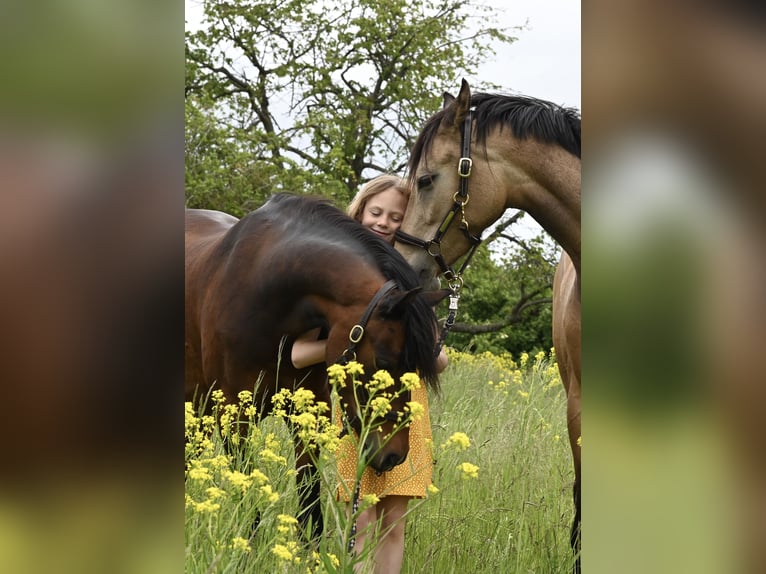 German Riding Pony Mare 8 years 14 hh Dun in Schwabenheim