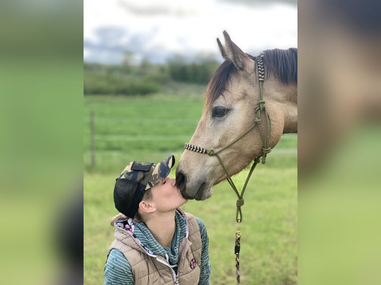 German Riding Pony Mare 8 years 14 hh Dun in Schwabenheim