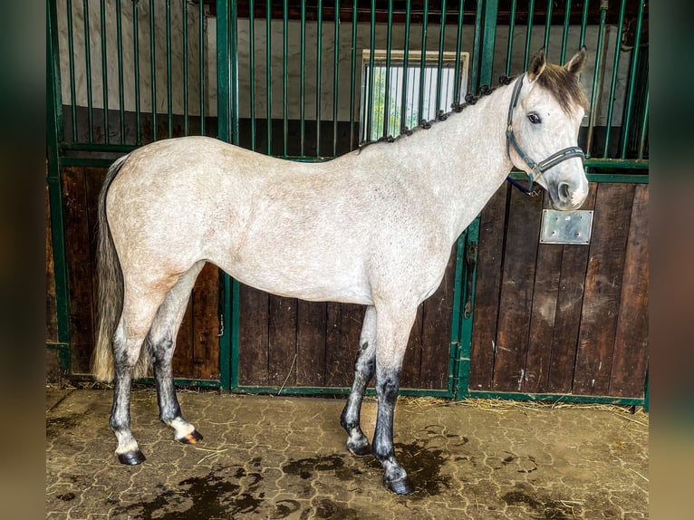 German Riding Pony Mare 8 years 14 hh Gray in Bergisch Gladbach