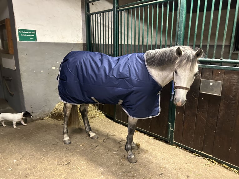 German Riding Pony Mare 8 years 14 hh Gray in Bergisch Gladbach