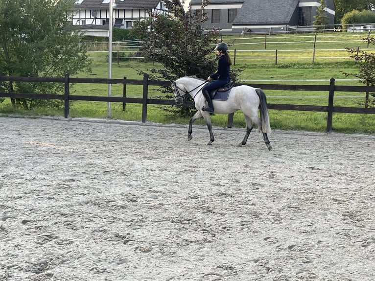 German Riding Pony Mare 8 years 14 hh Gray in Bergisch Gladbach