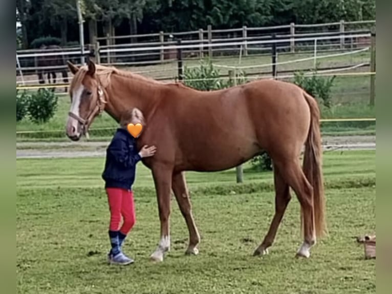 German Riding Pony Mare 8 years 14 hh Red Dun in Ankum