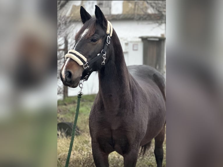German Riding Pony Mix Mare 8 years 14,1 hh Bay-Dark in Münzbach