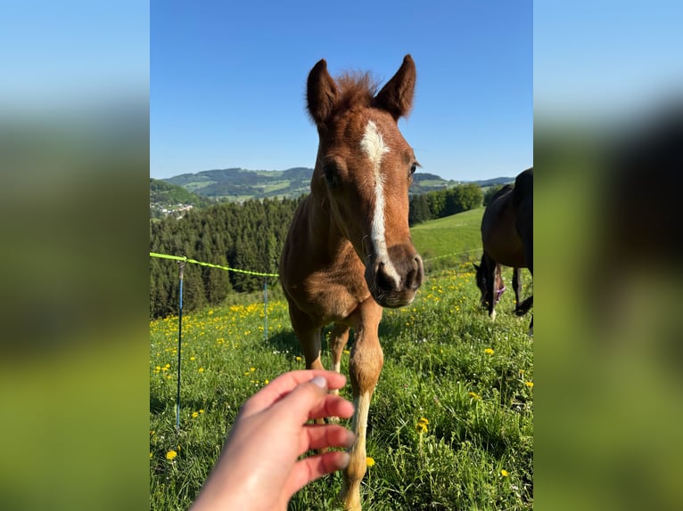 German Riding Pony Mare 8 years 14,1 hh in Gresten
