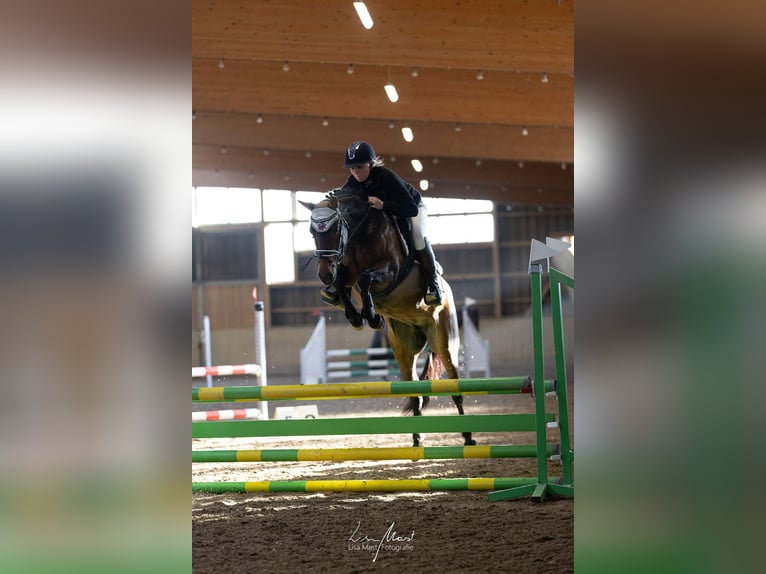 German Riding Pony Mare 8 years 14,1 hh Brown in Kaltenbach