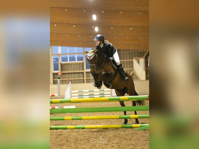 German Riding Pony Mare 8 years 14,1 hh Brown in Kaltenbach