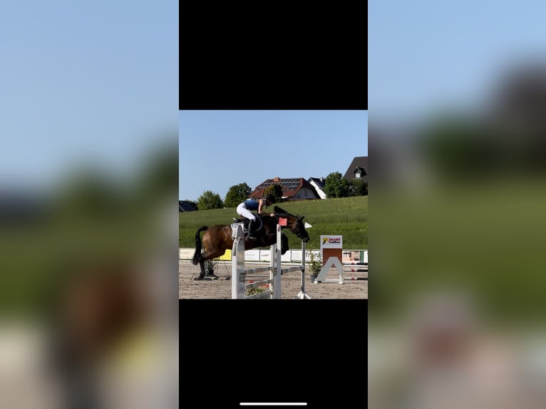 German Riding Pony Mare 8 years 14,1 hh Brown in Silberhausen