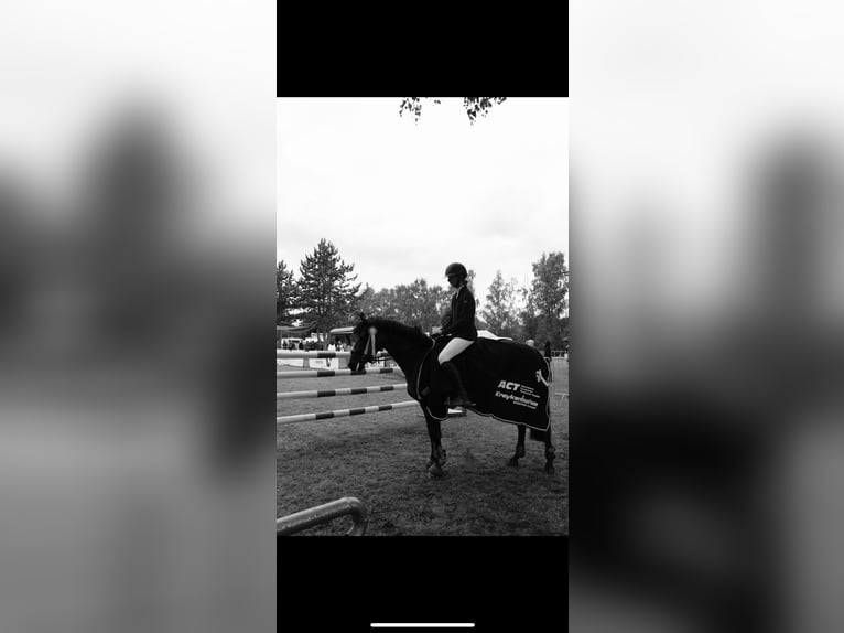 German Riding Pony Mare 8 years 14,1 hh Brown in Silberhausen