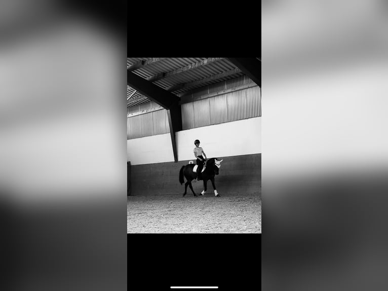 German Riding Pony Mare 8 years 14,1 hh Brown in Silberhausen