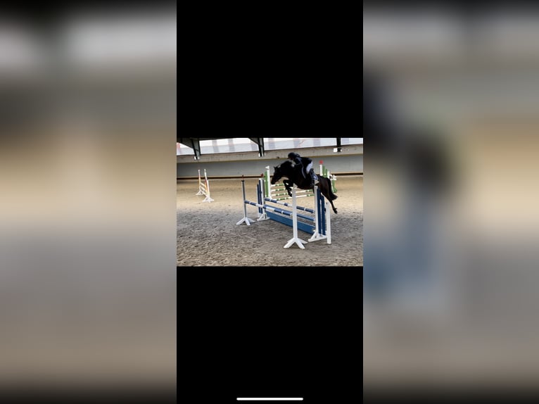 German Riding Pony Mare 8 years 14,1 hh Brown in Silberhausen