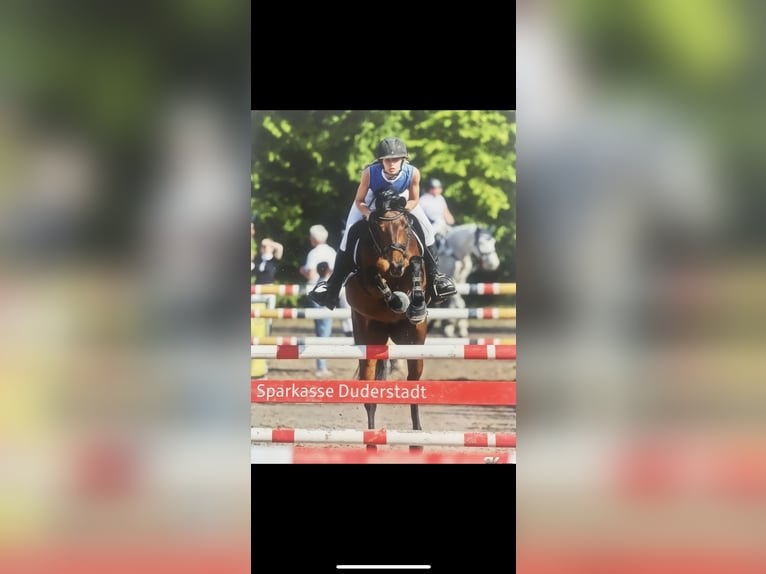 German Riding Pony Mare 8 years 14,1 hh Brown in Silberhausen