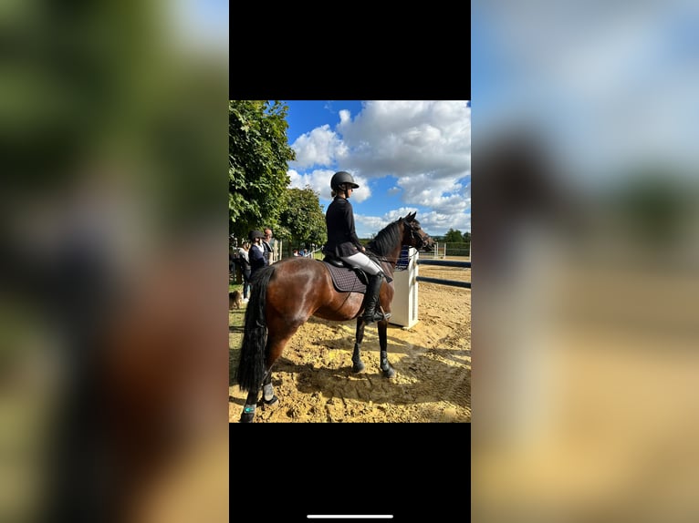 German Riding Pony Mare 8 years 14,1 hh Brown in Silberhausen