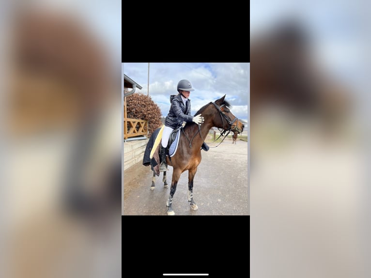 German Riding Pony Mare 8 years 14,1 hh Brown in Silberhausen