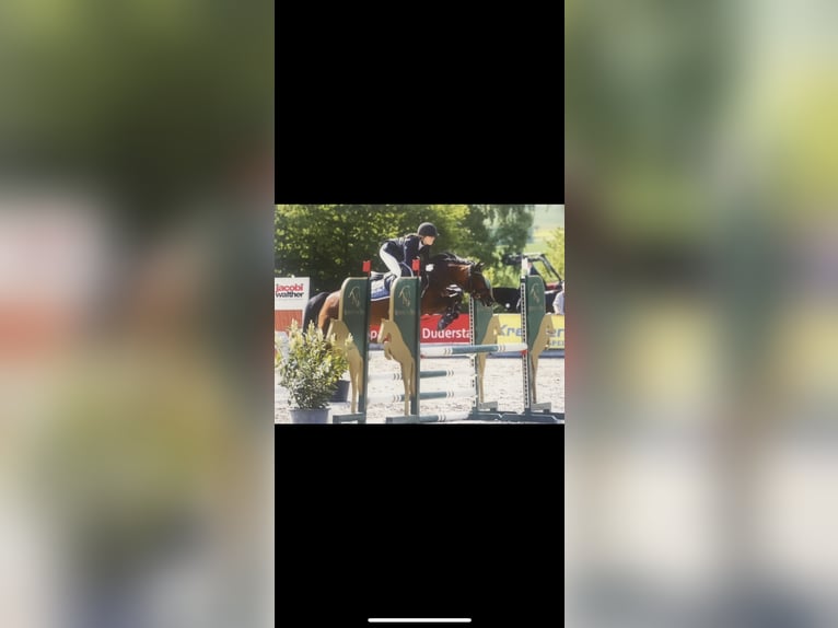 German Riding Pony Mare 8 years 14,1 hh Brown in Silberhausen