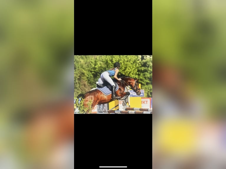 German Riding Pony Mare 8 years 14,1 hh Brown in Silberhausen