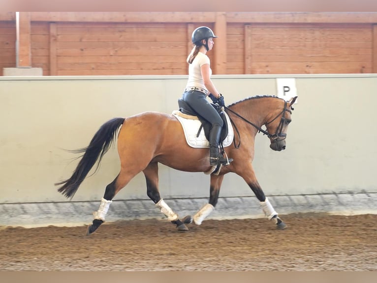 German Riding Pony Mare 8 years 14,1 hh Buckskin in Buchholz in der Nordheide