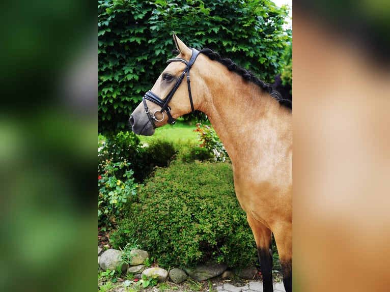 German Riding Pony Mare 8 years 14,1 hh Buckskin in Buchholz in der Nordheide