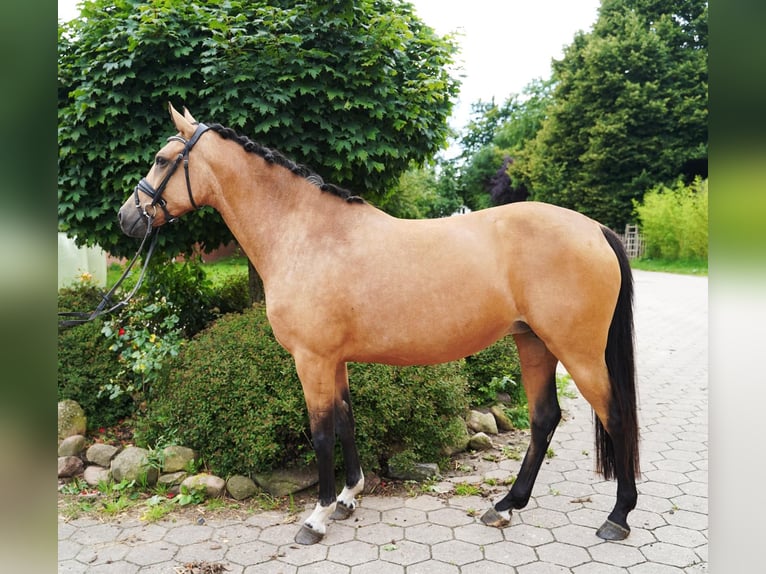 German Riding Pony Mare 8 years 14,1 hh Buckskin in Buchholz in der Nordheide