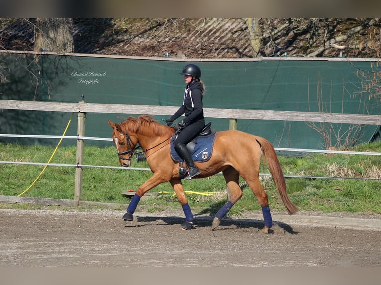 German Riding Pony Mare 8 years 14,1 hh Chestnut-Red in Tönisvorst German Riding Pony Mare 8 years 14,1 hh Chestnut-Red in Tönisvorst
