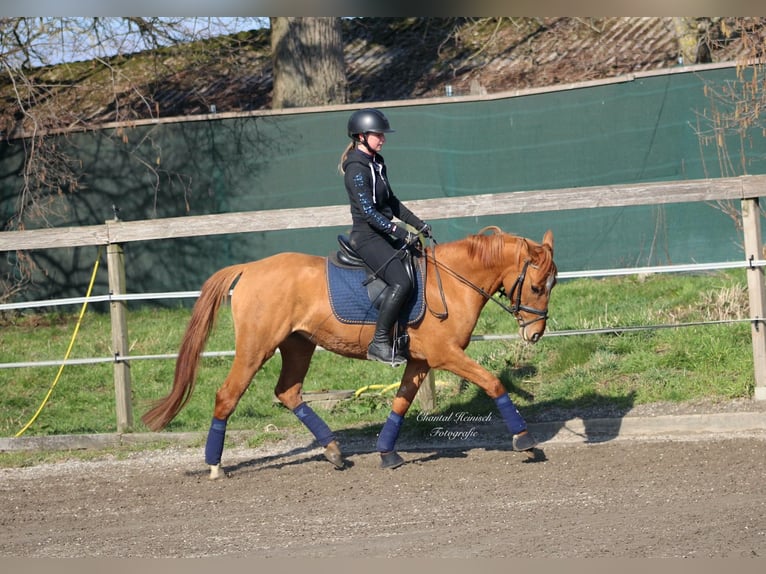 German Riding Pony Mare 8 years 14,1 hh Chestnut-Red in Tönisvorst German Riding Pony Mare 8 years 14,1 hh Chestnut-Red in Tönisvorst