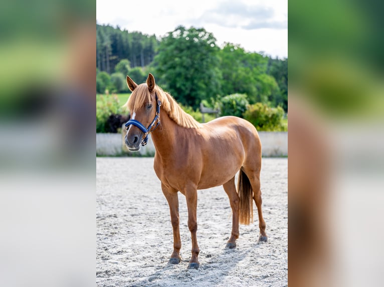 German Riding Pony Mix Mare 8 years 14,1 hh Chestnut-Red in Glash&#xFC;tte OT Oberfrauendorf