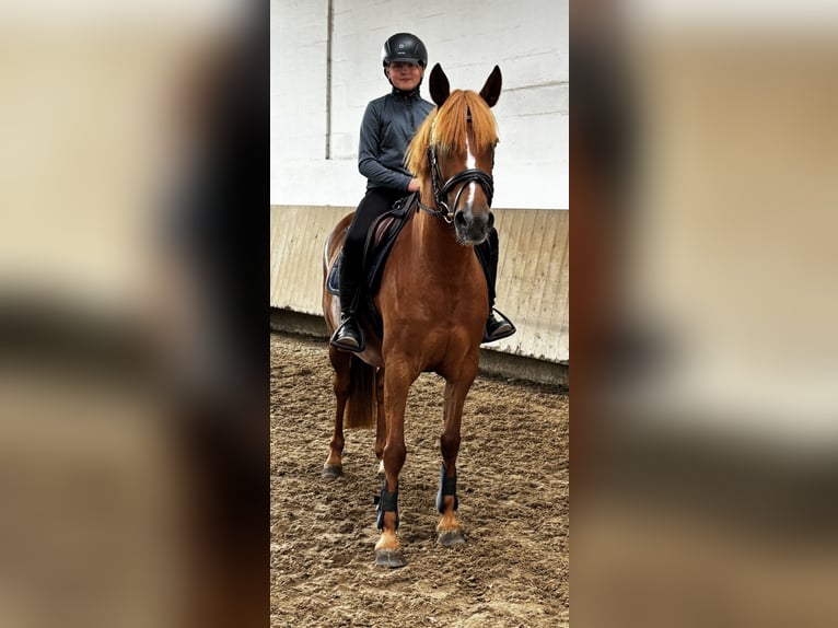 German Riding Pony Mix Mare 8 years 14,1 hh Chestnut-Red in Glash&#xFC;tte OT Oberfrauendorf