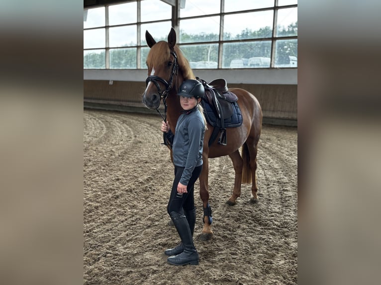German Riding Pony Mix Mare 8 years 14,1 hh Chestnut-Red in Glash&#xFC;tte OT Oberfrauendorf