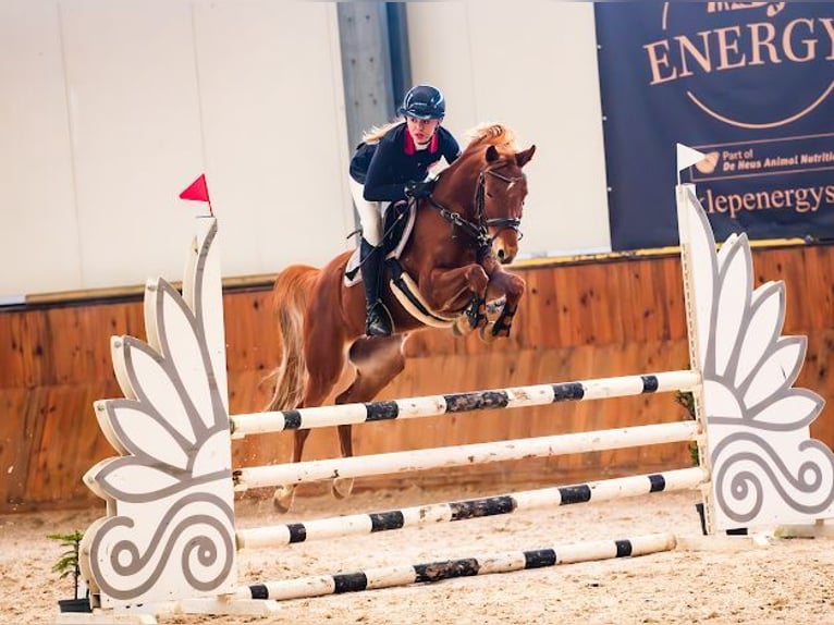 German Riding Pony Mare 8 years 14,1 hh Chestnut-Red in Lędziny