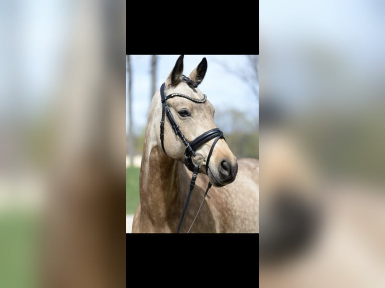 German Riding Pony Mare 8 years 14,1 hh in Graben-Neudorf
