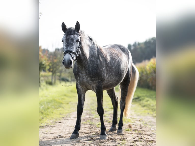 German Riding Pony Mare 8 years 14,1 hh Grey-Dapple in ReesRees
