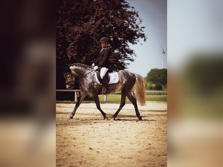 German Riding Pony Mare 8 years 14,1 hh Grey-Dapple in ReesRees