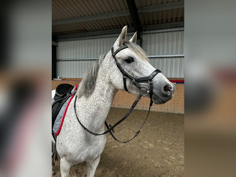 German Riding Pony Mare 8 years 14,1 hh Grey-Fleabitten in Neukirchen