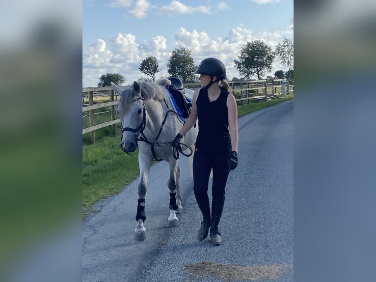 German Riding Pony Mare 8 years 14,1 hh Grey-Fleabitten in Neukirchen