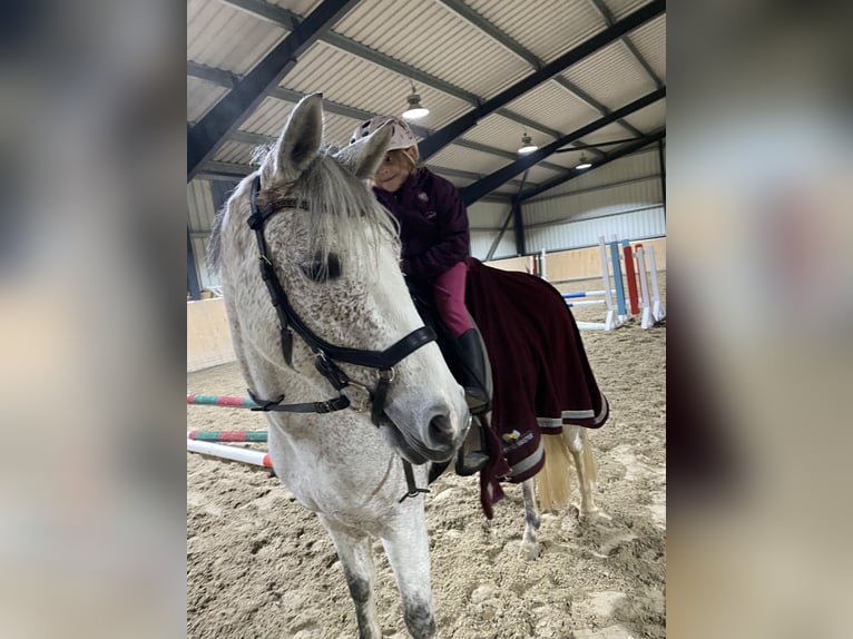 German Riding Pony Mare 8 years 14,1 hh Grey-Fleabitten in Neukirchen