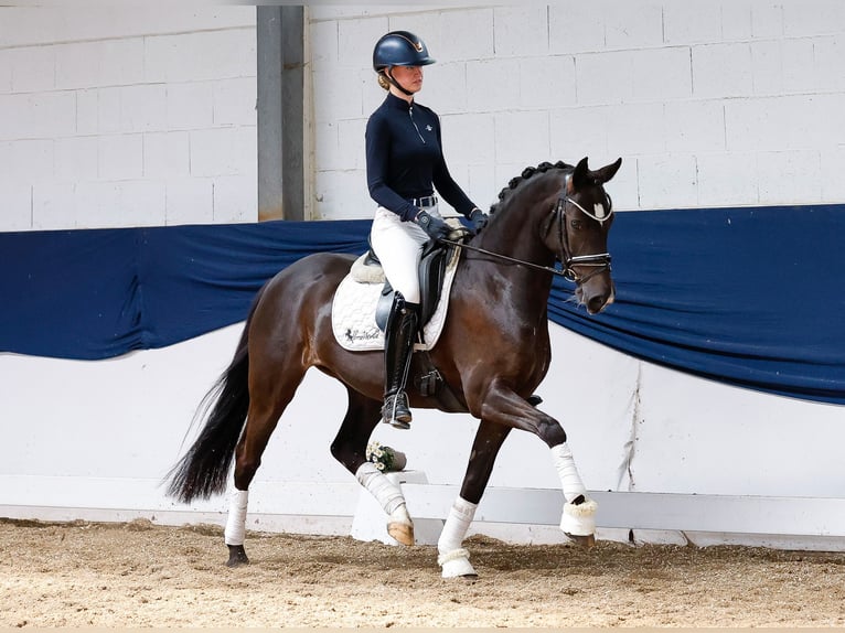 German Riding Pony Mare 8 years 14,2 hh Black in Marsberg
