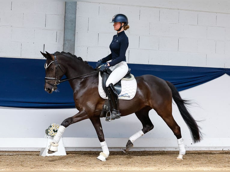 German Riding Pony Mare 8 years 14,2 hh Black in Marsberg