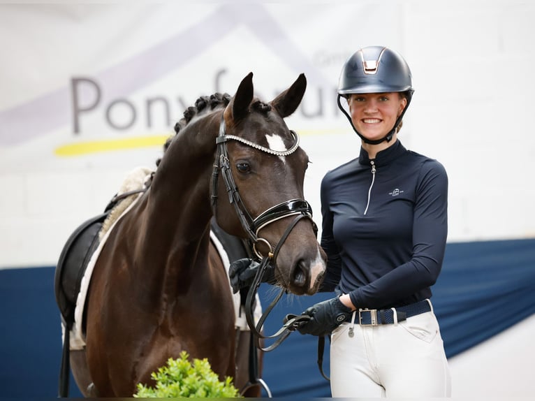 German Riding Pony Mare 8 years 14,2 hh Black in Marsberg