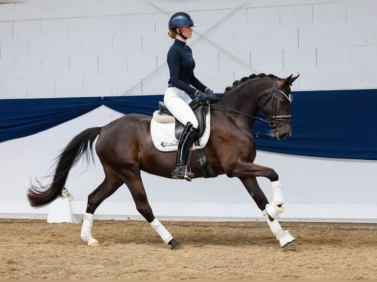 German Riding Pony Mare 8 years 14,2 hh Black in Marsberg