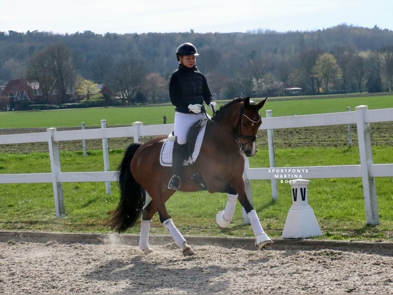 German Riding Pony Mare 8 years 14,2 hh Brown in Recke, bei Osnabrück