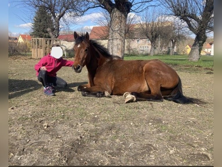 German Riding Pony Mare 8 years 14,2 hh Brown in Kamenz