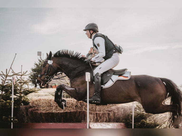 German Riding Pony Mare 8 years 14,2 hh Brown in Großhennersdorf