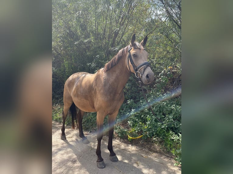 German Riding Pony Mare 8 years 14,2 hh Buckskin in Knetzgau