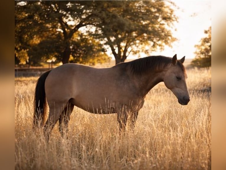 German Riding Pony Mare 8 years 14,2 hh Buckskin in Knetzgau