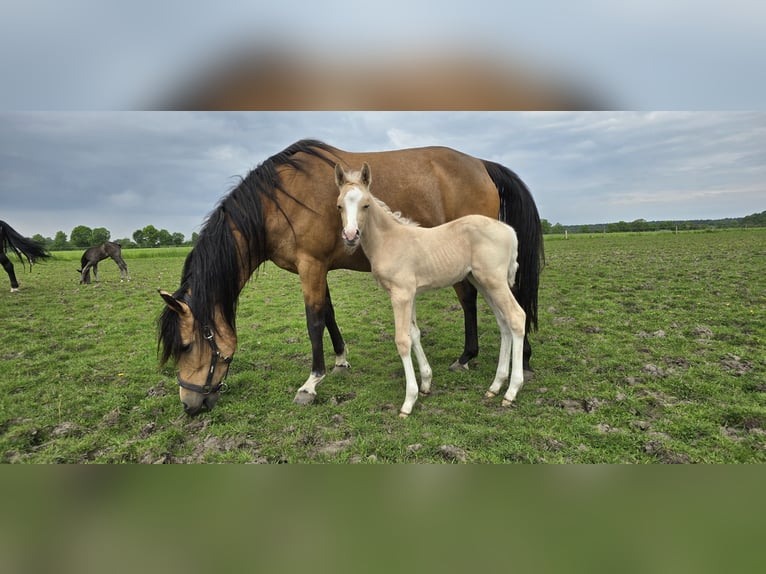 German Riding Pony Mare 8 years 14,2 hh Buckskin in Garbsen