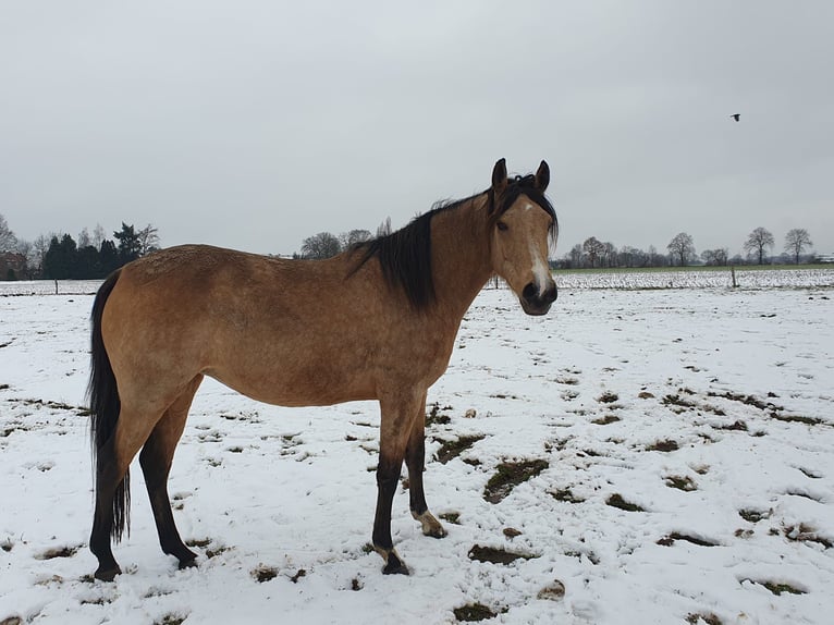 German Riding Pony Mare 8 years 14,2 hh Buckskin in Garbsen