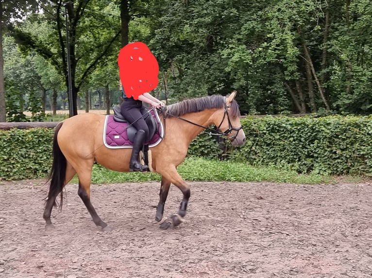 German Riding Pony Mare 8 years 14,2 hh Buckskin in Garbsen
